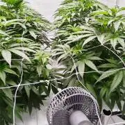 Candy Kush @ Nirvana Seeds