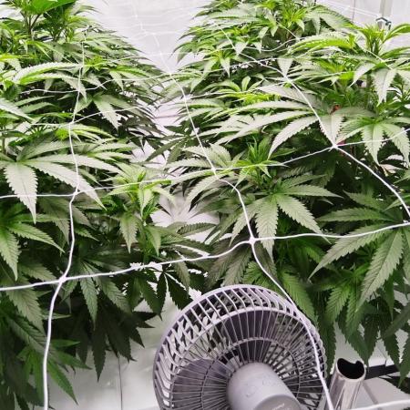 Candy Kush @ Nirvana Seeds