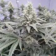 Candy Kush @ Nirvana Seeds