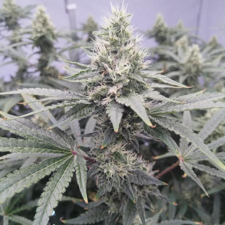 Candy Kush @ Nirvana Seeds