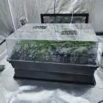 Candy Kush @ Nirvana Seeds