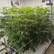 Candy Kush @ Nirvana Seeds