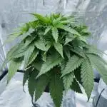 Candy Kush @ Nirvana Seeds