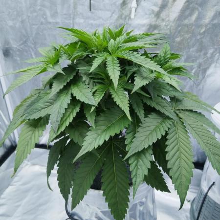 Candy Kush @ Nirvana Seeds