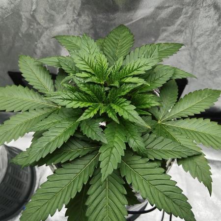 Candy Kush @ Nirvana Seeds