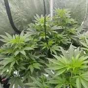 Candy Kush FEM - Nirvana Seeds