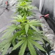 Candy Kush @ Nirvana Seeds