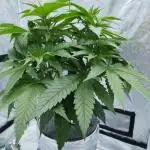 Candy Kush @ Nirvana Seeds