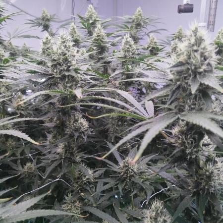 Candy Kush @ Nirvana Seeds