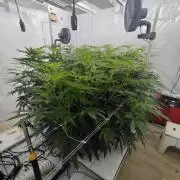 Candy Kush @ Nirvana Seeds