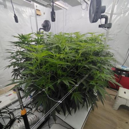 Candy Kush @ Nirvana Seeds