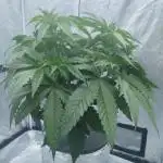 Candy Kush @ Nirvana Seeds