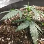 1st Grow Exp:0