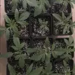 12 x SOG