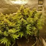 Thc bomb 