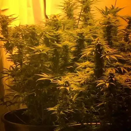 Zkittlez by kev