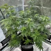 Lemon Tree 2026