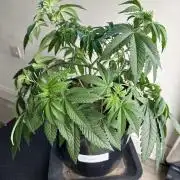 Lemon Cherry Pie 2026