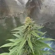Lemon Tree 2026