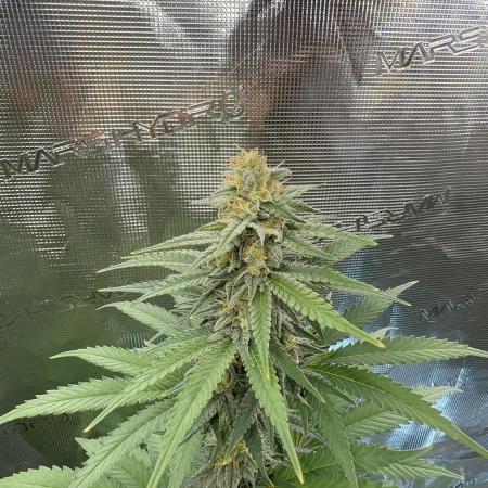 Lemon Tree 2026