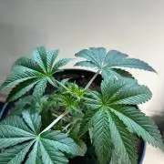 Lemon Cherry Pie 2026