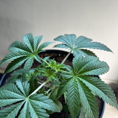 Lemon Cherry Pie 2026