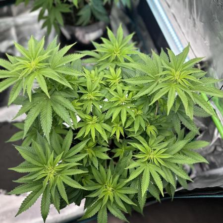 Lemon Cherry Pie 2026