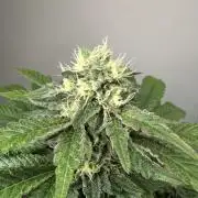 Lemon Cherry Pie 2026