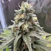 Lemon Tree 2026
