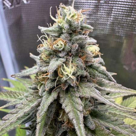 Lemon Tree 2026