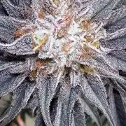 Barneys farm - Purple punch 💜💚💜