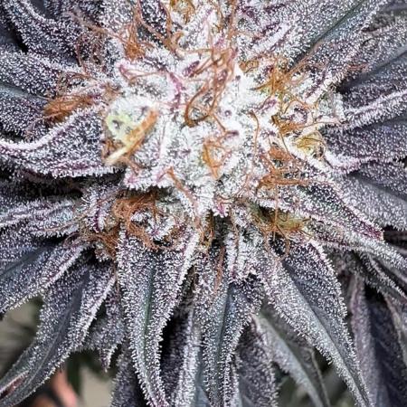 Barneys farm - Purple punch 💜💚💜