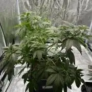 Lemon Tree 2026