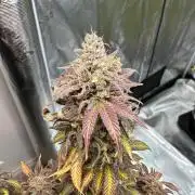 Black Gum 2026