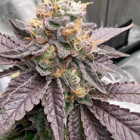 Lemon Cherry Pie 2026