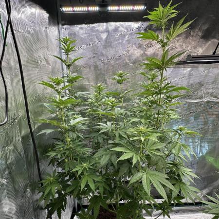 Lemon Tree 2026