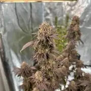 Lemon Cherry Pie 2026