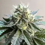 Lemon Cherry Pie 2026