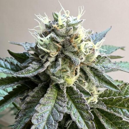 Lemon Cherry Pie 2026