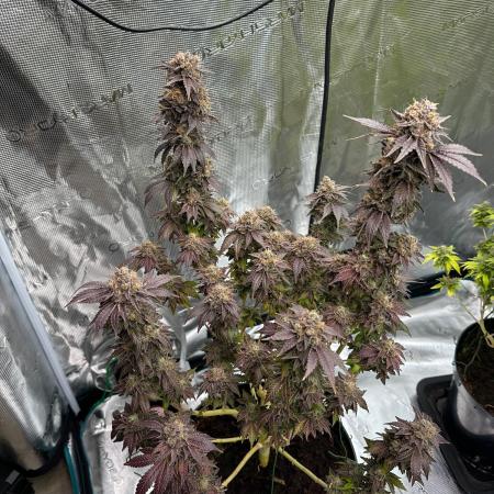 Lemon Cherry Pie 2026