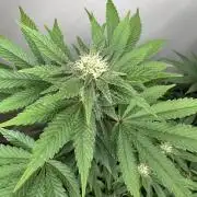 Lemon Cherry Pie 2026