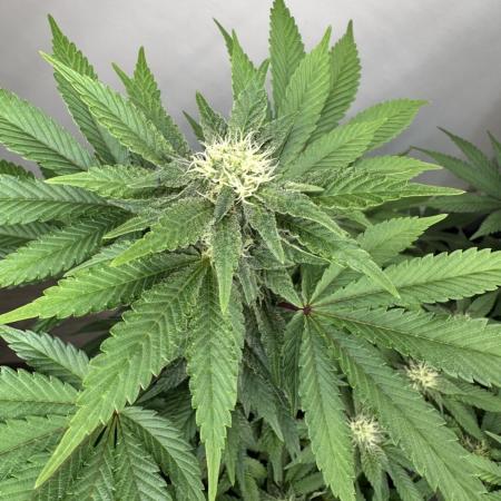 Lemon Cherry Pie 2026