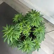Lemon Cherry Pie 2026