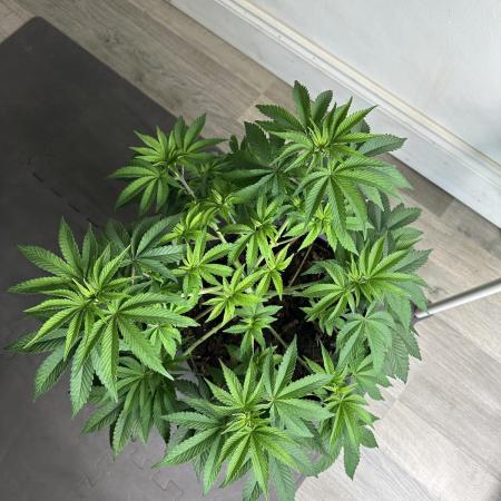 Lemon Cherry Pie 2026