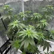 Lemon Tree 2026