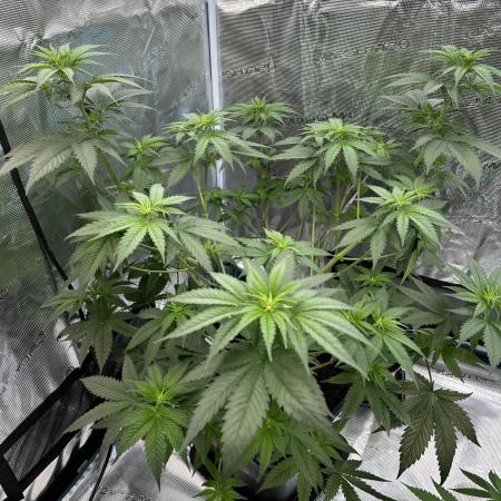 Lemon Tree 2026