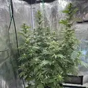 Lemon Tree 2026