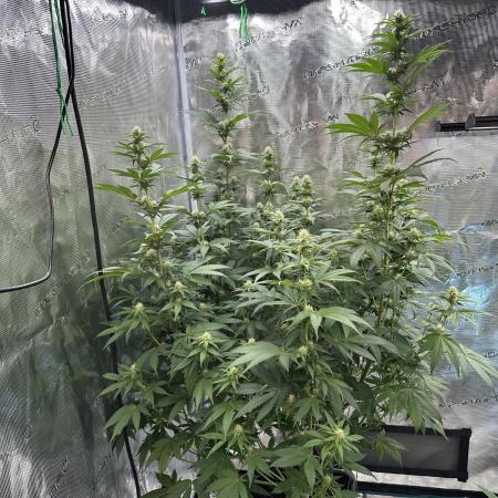 Lemon Tree 2026