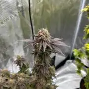 Lemon Cherry Pie 2026