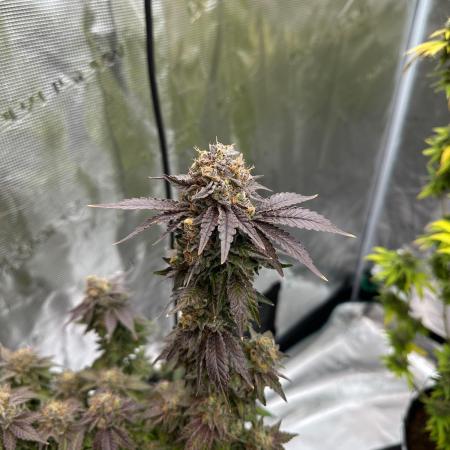 Lemon Cherry Pie 2026